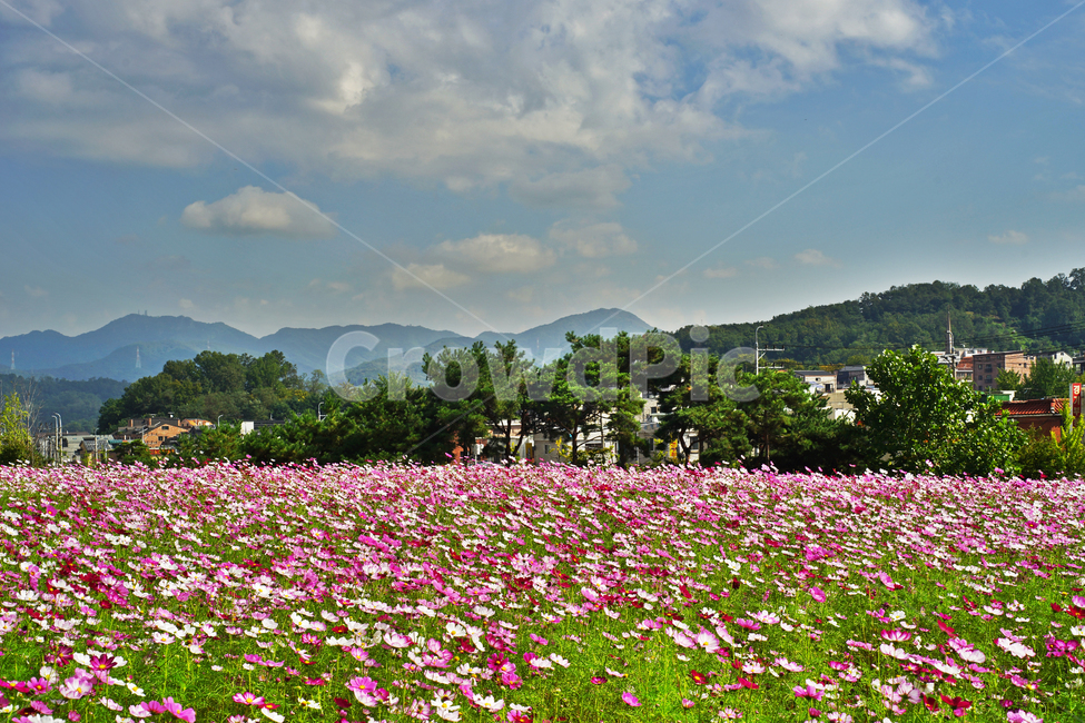 코스모스,식물,꽃,가을,계절,의왕시,포일동,자연,가을,계절,fall,autumn,season,식물,자연,plants,nature,꽃,flower,outdoors,옥외