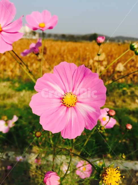 꽃,flower,코스모스,가을,plant,식물,꽃잎,blossom,꽃밭,꽃길,자연,꽃배경,분홍색,분홍꽃