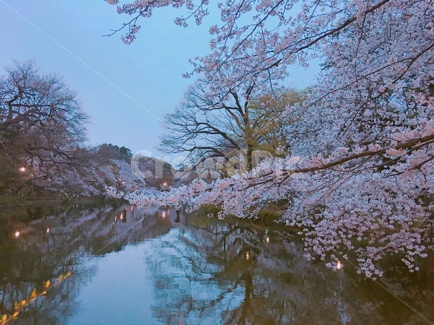 벚꽃,일본풍경,이노카시라공원,blossom,flower,꽃,봄,spring,벚꽃야경,봄,계절,spring,season,자연,풍경,nature,landscape,plant,식물,cherry blossom