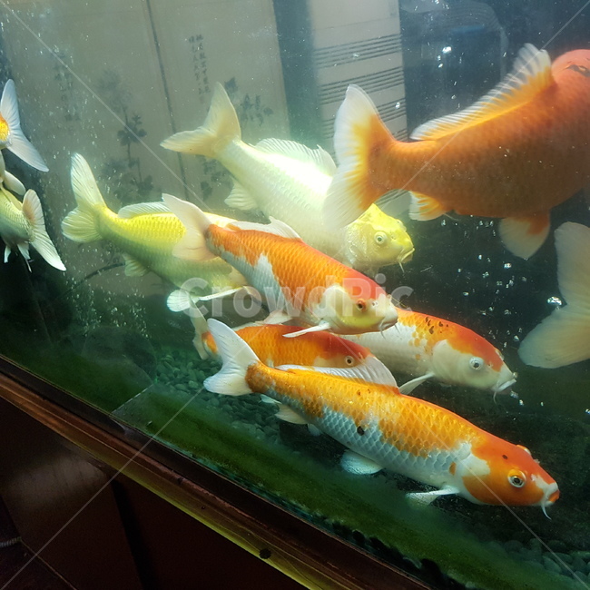 동물,animal,fish,물고기,잉어,어류,물고기,fish