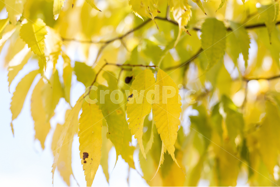 단풍나무,단풍,단풍잎,가을,계절,fall,autumn,tree,maple,가을,계절,fall,autumn,season,식물,자연,plants,nature,plant,leaf,잎,veins,정맥