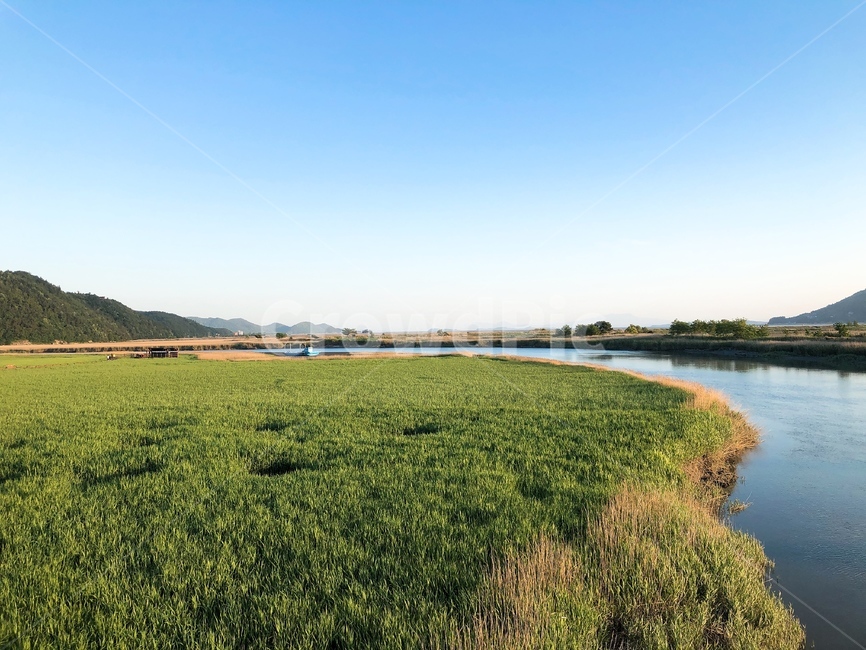 갈대밭,강,하늘,풍경,산,자연,풍경,nature,landscape,outdoors,옥외,field,들,land,땅