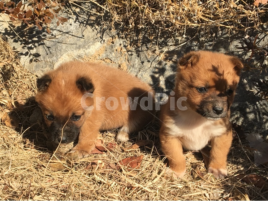 강아지,새끼강아지,twodogs,pet,두마리,dog,동물,animal,포유류,mammal,개,강아지,dog,doggy