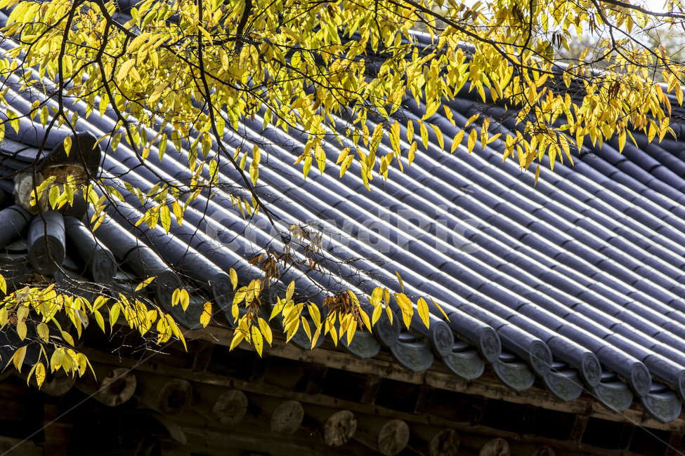 기와,패턴,선,단풍,가을,전통가옥,가을,계절,fall,autumn,season,한국전통,한국문화,korean traditional,korean culture,건축물,건물외관,exterior,building,structure,architecture,construction,roof,지붕