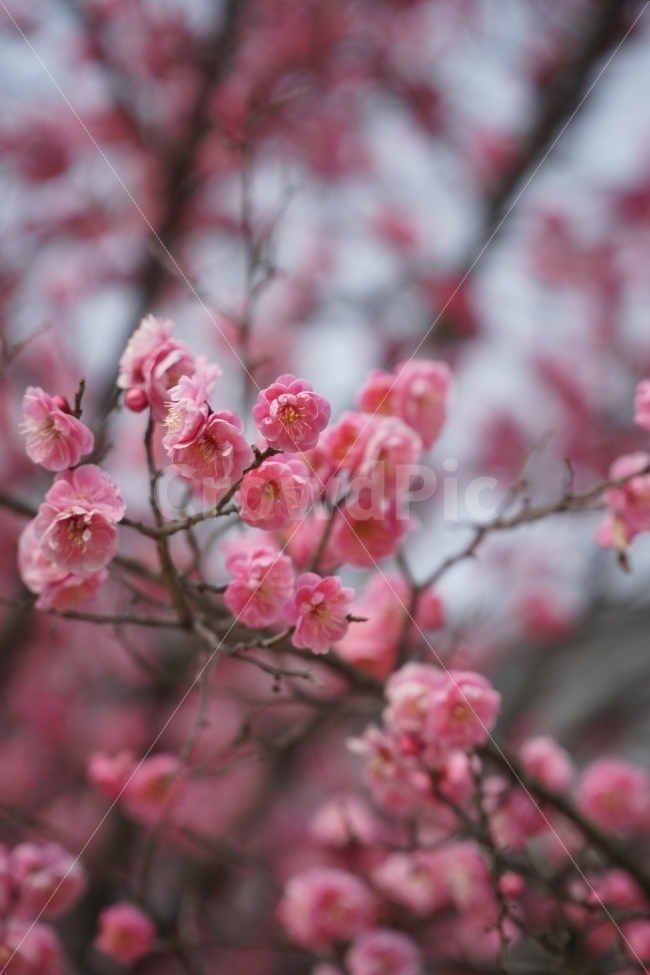 홍매화,자연,꽃,나무,정물,봄,계절,spring,season,식물,자연,plants,nature,꽃,flower,감성,sensible,feeling,plant,blossom