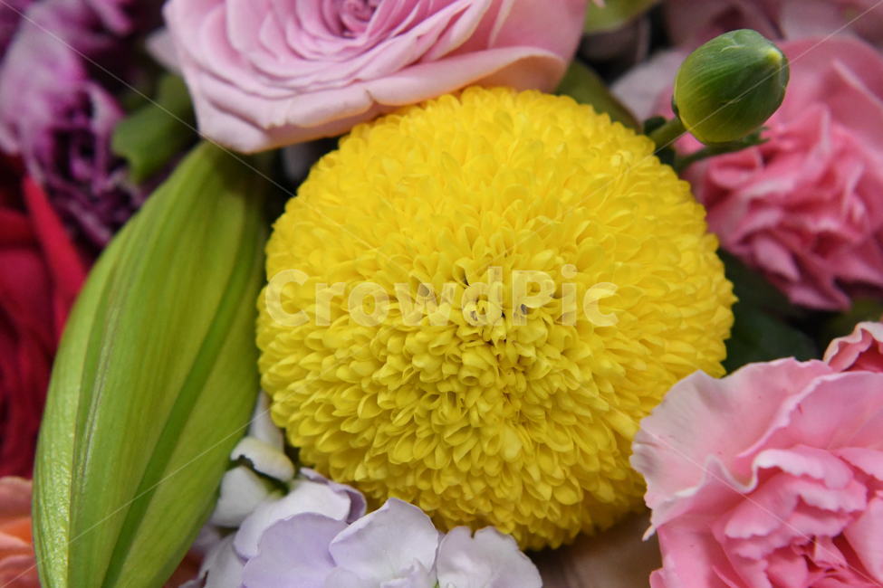 꽃다발,플라워,꽃,장미,안개꽃,꽃,flower
