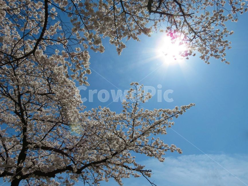 벚꽃,꽃,봄,하늘,푸름,행복,평화,고요