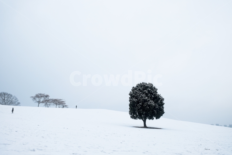 올림픽공원,나홀로나무,왕따나무,겨울,풍경,겨울풍경,설경,겨울,계절,winter,season,자연,풍경,nature,landscape,식물,plants,나무,trees,wood,tree,plant