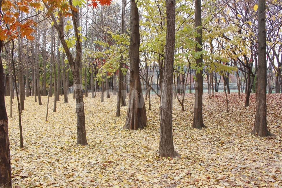 공원,야외,자연,소풍,나들이,단풍,단풍나무,붉은색,빨간색,울긋불긋,알록달록,나무,식물,가을,하늘,낙엽,나뭇잎,나무잎,자연,풍경,nature,landscape,가을,계절,fall,autumn,season,tree,plant,tree trunk,나무 줄기