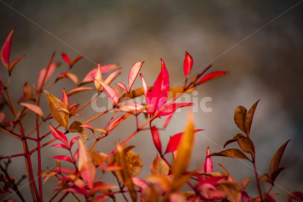 식물,단풍,나무,가을,빨간색,색상,자연,가을,계절,fall,autumn,season,leaf,잎,plant
