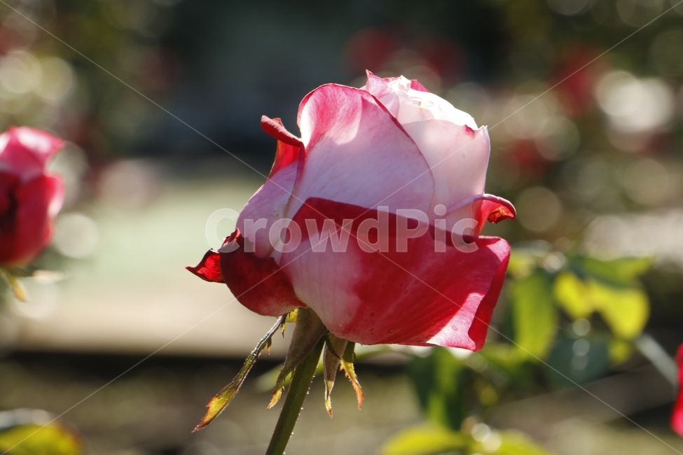 장미,꽃,식물,자연,풍경,식물,자연,plants,nature,꽃,flower