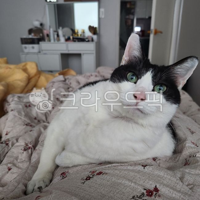 dog cat,cat,cuteness,fat cat,pet