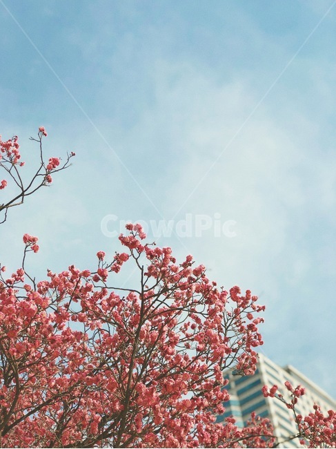 봄,봄꽃,매화,홍매화,매화나무,홍매화나무,꽃나무,봄,계절,spring,season,자연,풍경,nature,landscape,plant,식물,flower,꽃,blossom