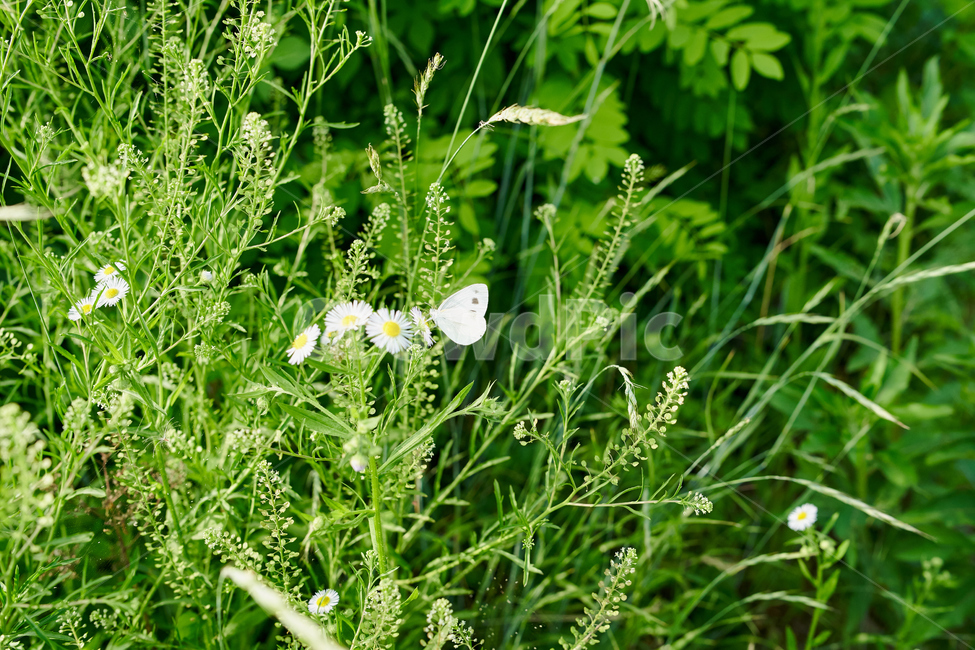 나비,식물,꽃,하얀,white,butterfly,식물,자연,plants,nature,꽃,flower,동물,animal,곤충,벌레,insect,bug
