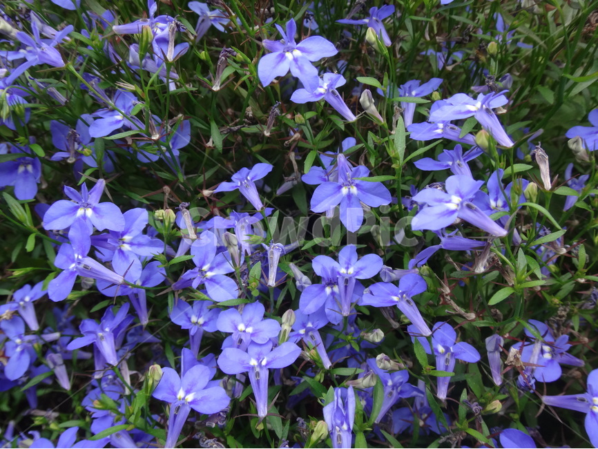 보라,꽃,자연,식물,등산로,식물,자연,plants,nature,꽃,flower
