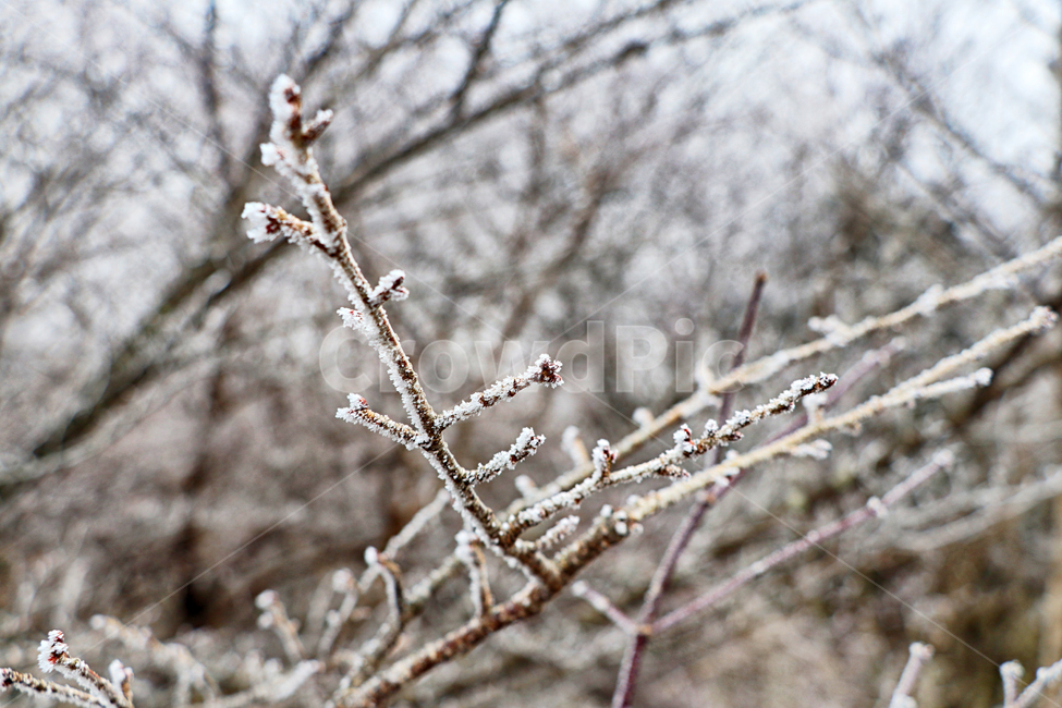 한라산,1100고지,눈꽃,설경,눈,snow,자연,옥외,outdoors,nature