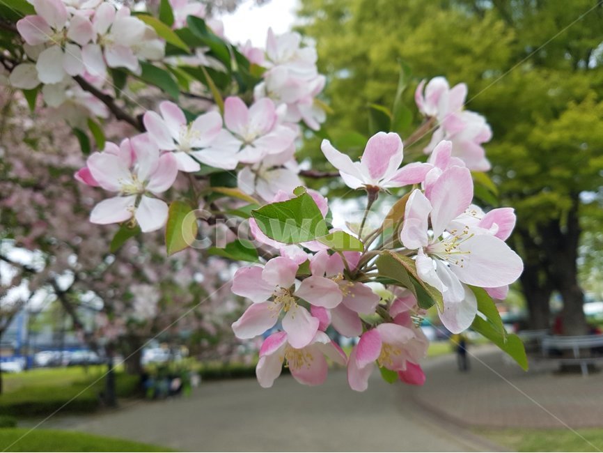 식물,blossom,꽃,flower,cherryblossom,식물,자연,plants,nature,꽃,flower