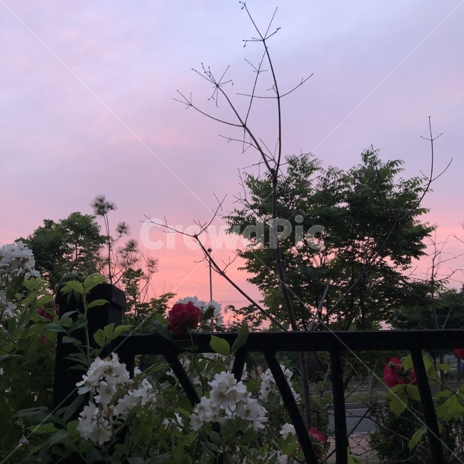 꽃,노을,하늘,정원,풍경