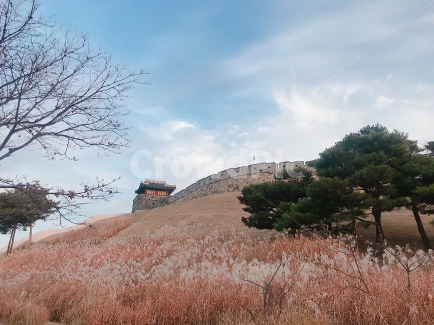 수원,팔달문,산책로,하늘,갈대,소나무,자연풍경,성벽,건축,성문