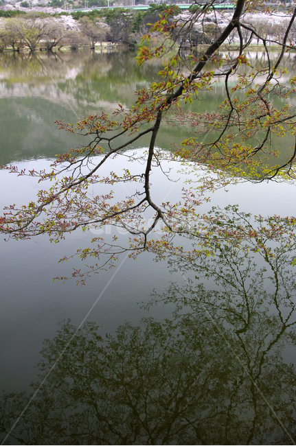 호수,반영,나무,잎,봄,식물,자연,plants,nature,나무,trees,wood