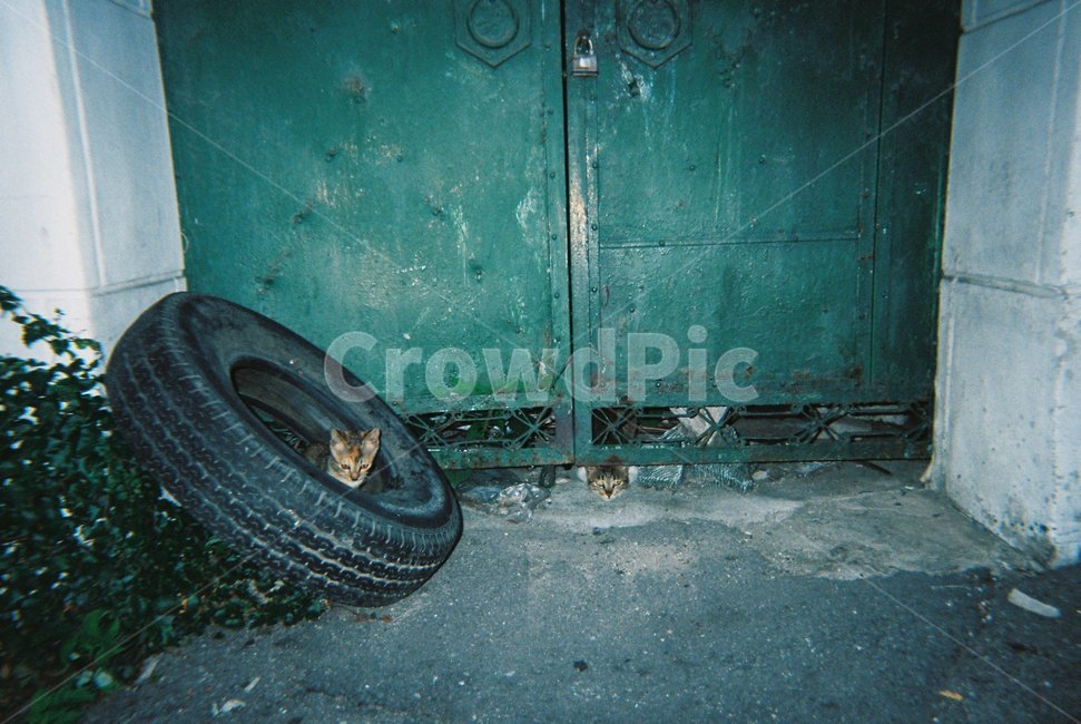 tire,타이어,바퀴,고양이,길고양이,animal,cat,동물
