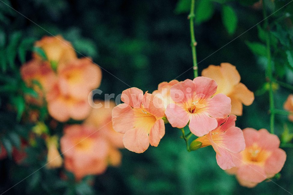 능소화,필름사진,필름,가을꽃,꽃,식물,flower,여름꽃,식물,자연,plants,nature,꽃,flower