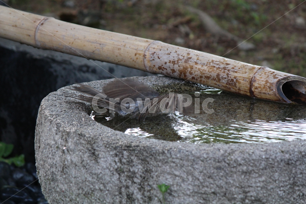 bird,새,animal,동물,accipiter,매,더위,목욕,샤워,shower,hot,동물,animal,조류,새,birds