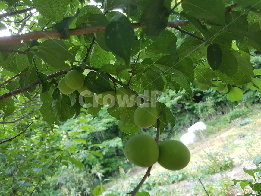 매실나무,초록매실,매실,열매,녹색,식물,연두,과일,열매,fruit