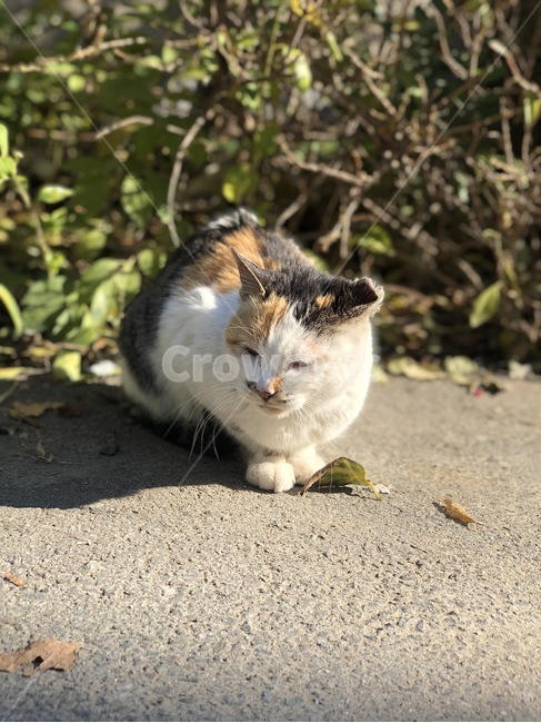 고양이,진주,공주,냥냥이,아깽이,야옹이,동물,cat,animal,포유류,동물,animal,포유류,mammal,고양이,cat,kitten,kitty
