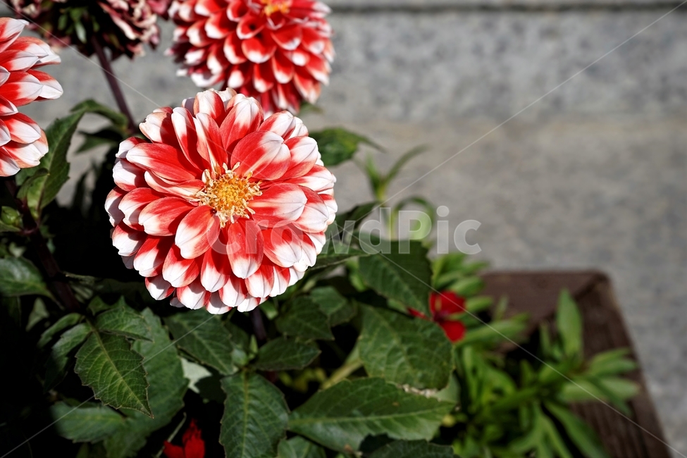 봄,정원,가드닝,원예,원예식물,화려,식물,꽃,garden,scent,healing,bloom,colorful,floral,flower,gardenflowers,happymind,life,nature,plant,spring