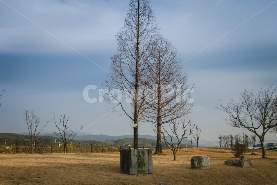 나무,하늘,흰구름,앙상함,가지,메타세콰이어,자연,풍경,nature,landscape,식물,plants,나무,trees,wood,outdoors,옥외