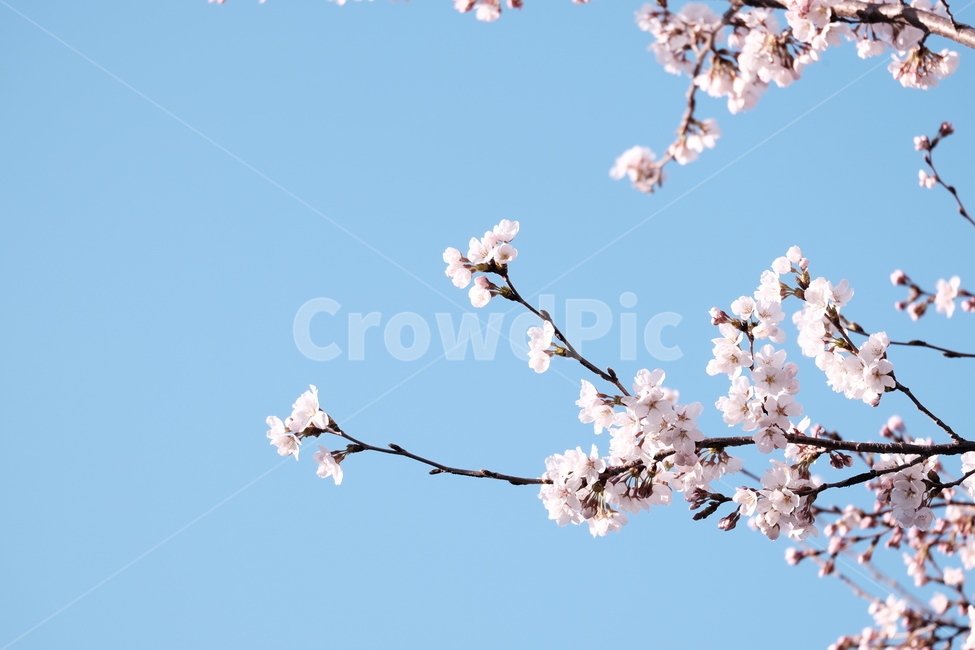 벚꽃,봄꽃,cherryblossom,분홍색꽃,하늘,꽃과하늘,봄하늘,봄,계절,spring,season,식물,자연,plants,nature,꽃,flower,plant,blossom