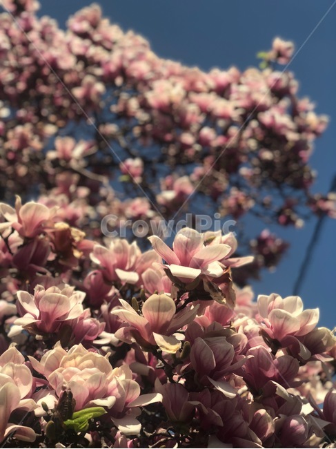 꽃,봄,봄꽃,flower,spring