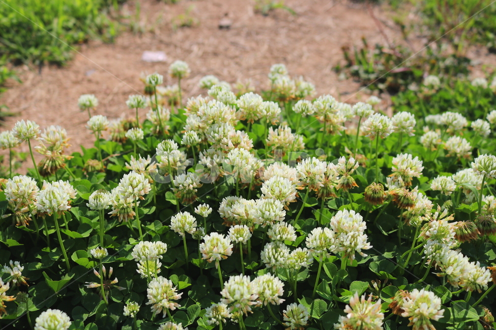 토끼풀,토끼풀꽃,꽃,크로버,식물,들꽃,야생화,자연,풀,식물,자연,plants,nature,꽃,flower