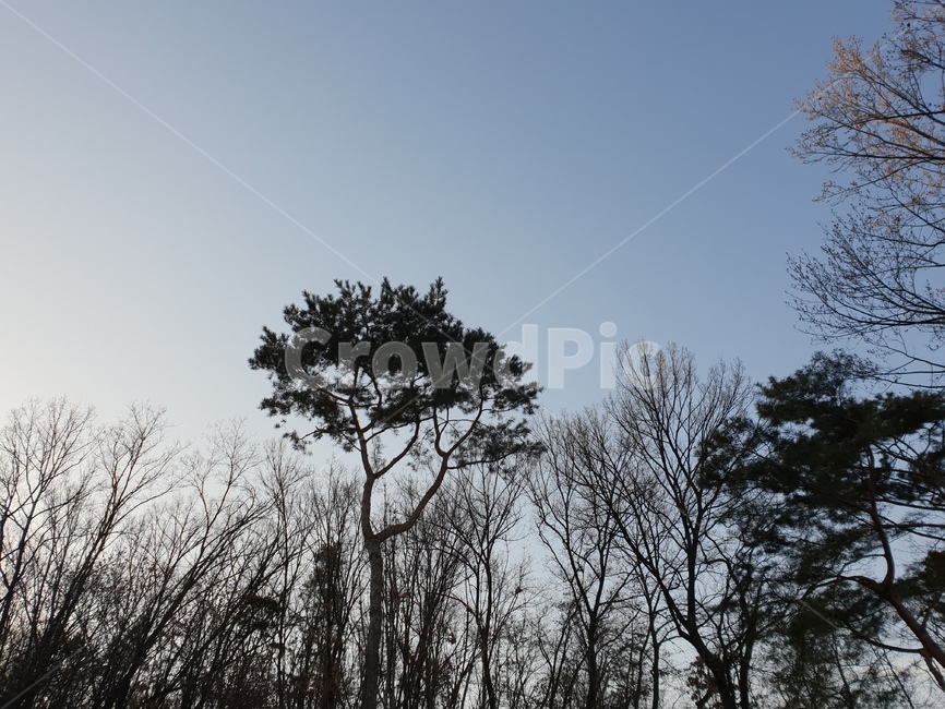 sky,하늘,블루,빛,night,자연,풍경,nature,landscape,tree,나무,plant,식물