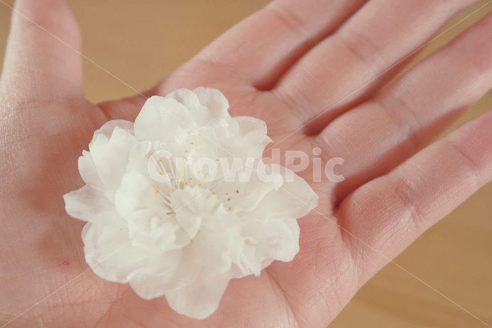 봄꽃,봄,꽃,하얀꽃,꽃송이,손바닥