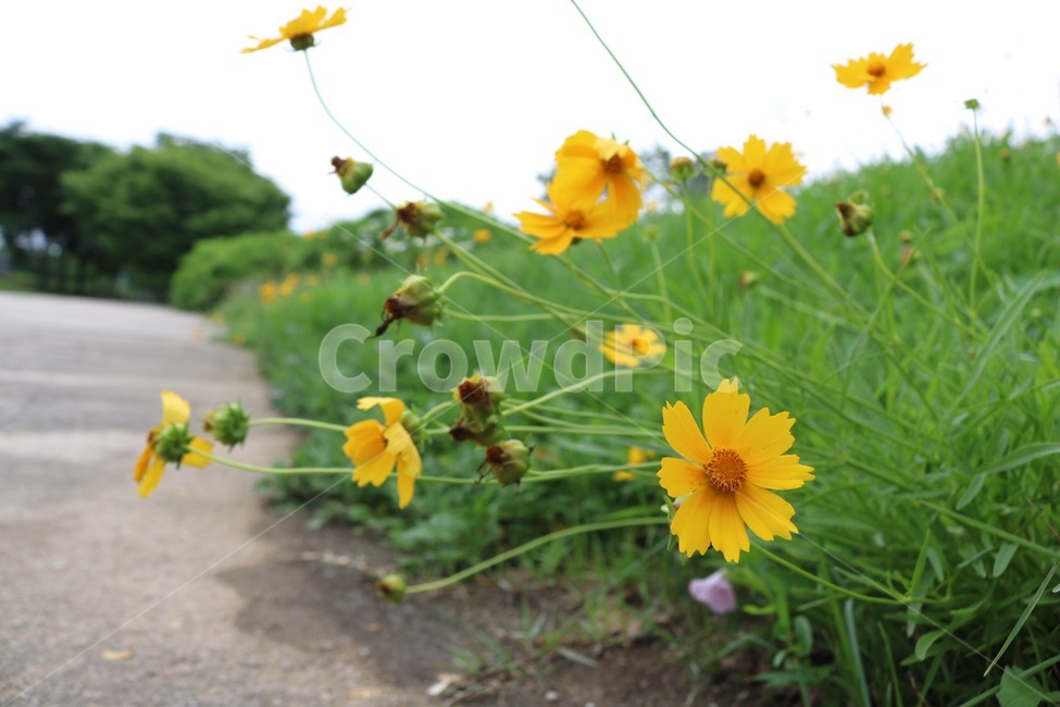 꽃,식물,자연,노랑,초록,flower,hana,plants,shokubutsu,nature,yellow,kiiro,green,midori,식물,자연,plants,nature,꽃,flower