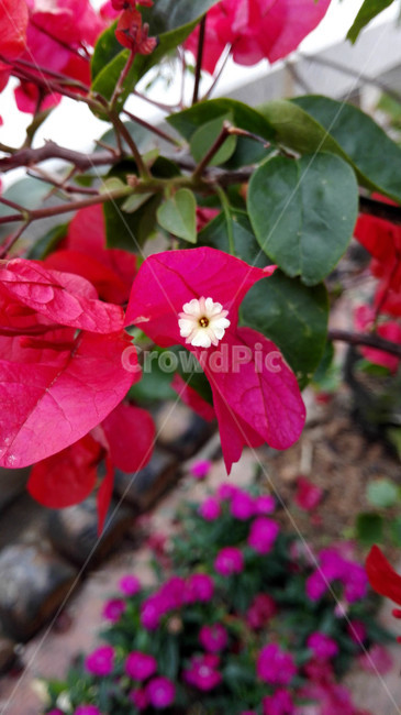 꽃,야생화,공원,화단,자주색,식물,자연,plants,nature,꽃,flower