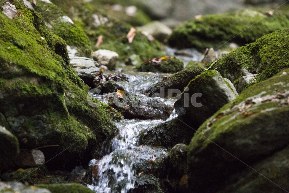 선운사,고창,휴식,힐링,감성,자연,풍경,nature,landscape,휴식,힐링,rest,relaxation,healing,plant,식물,moss,이끼,algae,조류