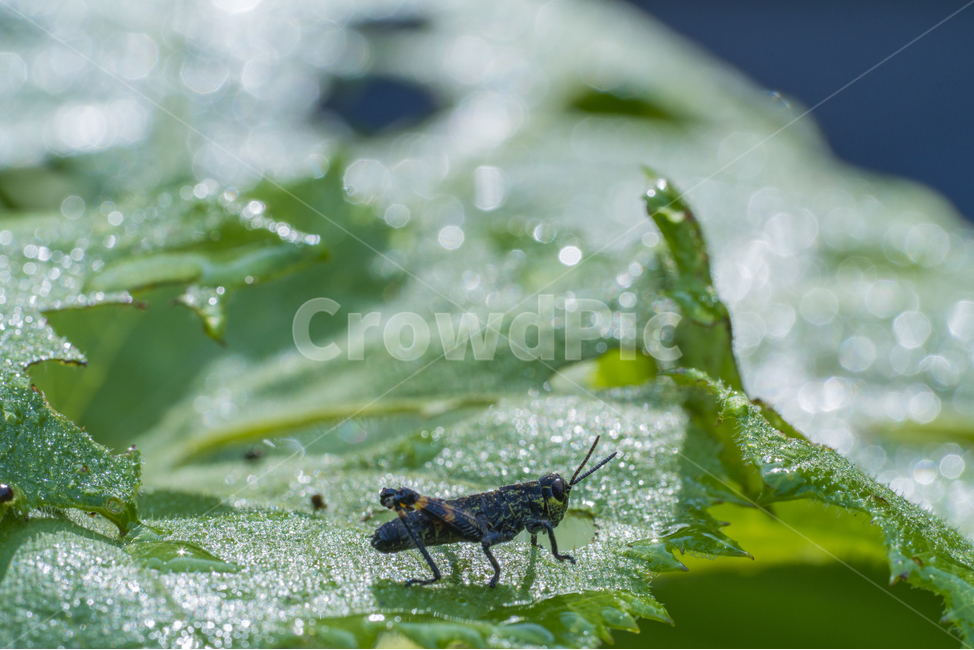 메뚜기,아침이슬,이슬,보케,풀잎,식물,자연,plants,nature,동물,animal,곤충,벌레,insect,bug