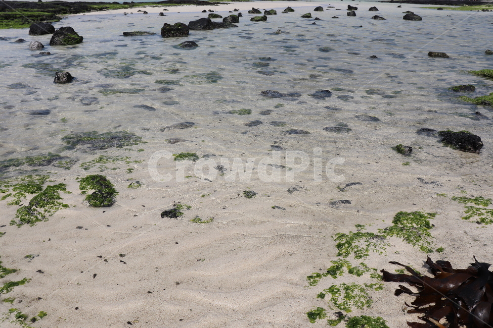 물,바다,풀,바닥,환경,자연,풍경,nature,landscape,ground