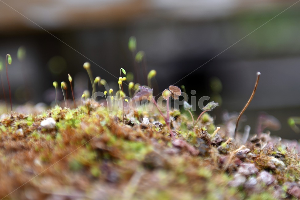 식물,꽃,감성사진,자연,flower,꽃사진,봄,봄꽃,계절,감성,4월,spring,힐링,자연풍경,풍경,식물,자연,plants,nature