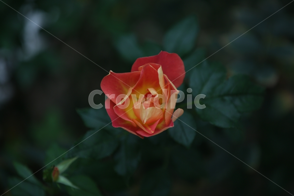 꽃,빨간꽃,노란꽃,실내정원,작은꽃,식물,자연,plants,nature,꽃,flower