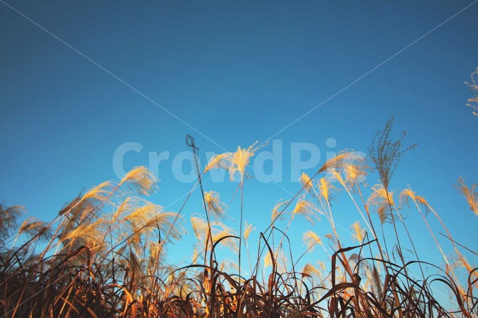 갈대,올림픽공원,식물,plant,sky,blue,하늘,자연,풍경,nature,landscape,grass,잔디,lawn
