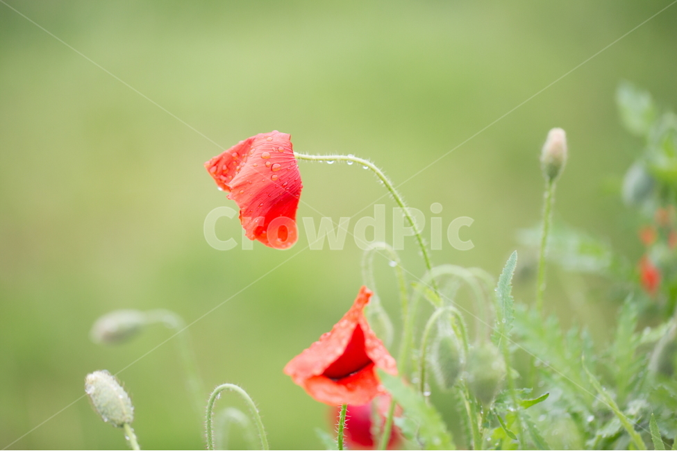 꽃,양귀비,봄,빗방울,붉은꽃,식물,자연,plants,nature,꽃,flower