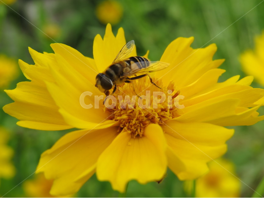 꽃,벌,노란색,선명함,꿀벌,생태사진,자연,생물,식물,자연,plants,nature,꽃,flower,동물,animal,곤충,벌레,insect,bug