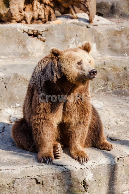 곰,동물,육식동물,포식자,동물원,동물,animal,포유류,mammal