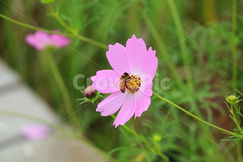 꽃,Flower,코스모스,cosmos,분홍,벌,꿀벌,가을,계절,fall,autumn,season,식물,자연,plants,nature,꽃,flower,동물,animal,곤충,벌레,insect,bug,plant,bee,invertebrate,무척추 동물