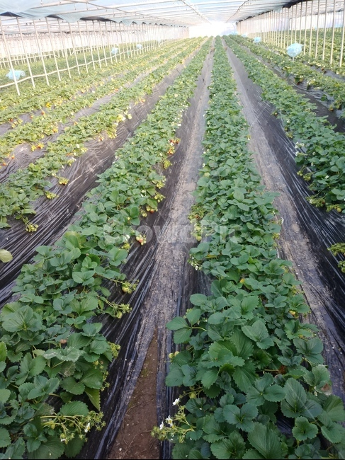 제철과일,비닐하우스,딸기밭,농장체험,딸기,농업,농사,agriculture,farming,farming industry