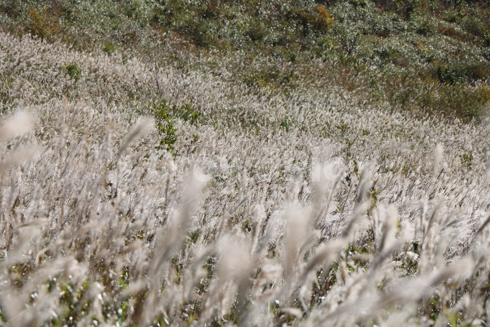 신불산,갈대,억새,갈대밭,억새밭,영남알프스,식물,가을,계절,fall,autumn,season,자연,풍경,nature,landscape,grass,잔디,plant